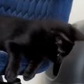 はじめましての新入り子猫に対して、先住猫が……あまりにも独特な『挨…