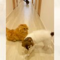 猫と犬が『パパのお出迎え』をした結果…三者三様のリアクションが可愛…