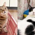 過酷な環境で育った2匹の保護猫……ずっとのお家で育んだ“家族愛”に感涙