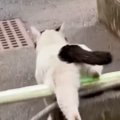 外で生活していた『ひとりぼっちの猫』が保護された結果→半年が経つと…