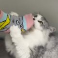 帰宅した娘の『足の匂い』に…猫が見せた『まさかのリアクション』に爆笑す…