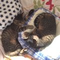 子猫を飼うなら『2匹一緒』が猫にとっても、飼い主にとってもおすすめ