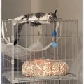 ケージから降りられず『助けを求めていた猫』→すぐには行けなかった結果……
