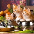 猫の死を招く危険も！絶対NGな『冬の食べ物』３選