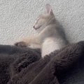 眠っていた子猫→毛布をめくってみたら…想像もしていなかった『長すぎ…