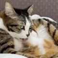 ネコの毛繕いに合わせて『効果音を声でアテレコ』したら…まさかの『戸惑い…