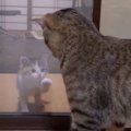 ついに顔合わせ！先住猫と新入り猫の対面『プロセスその５』