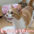 おやつくれるから好き？猫ちゃん達のおやつタイム