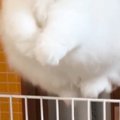 飼い主のもとに行きたくて『柵を飛び越えたネコ』→顔をよく見ると…尊すぎ…