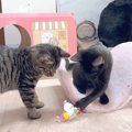 全力で遊ぶ赤ちゃんネコたち→終わったら１列に並んで…信じられないほ…