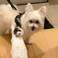 猫が『トリミングから帰ってきた犬』を見た結果…まさかの『可愛すぎる…