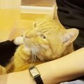 姉が遊びに来たら、恥ずかしがり屋な猫が…反則級に可愛い『まさかの行動』…