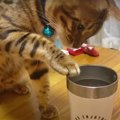 飼い主さんのコップの水を飲んじゃう猫さん！