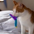 猫が飼い主さんに『おみやげ』を持ってくるときの5つの気持ち　もらっ…