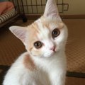 猫にも「思春期」があるの？時期や特有の行動とは