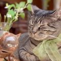 猫が『風に吹かれる』と…気持ちよさそうな表情が最高に和むと71万5000…