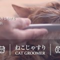 ねこじゃすりで猫をうっとりさせちゃおう！商品情報と使い方