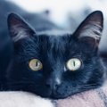 猫から『アイコンタクト』が送られてくるときの理由3つ　隠された心理や上…