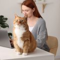 猫の『座っている場所』で気持ちがわかる？5つの位置で異なる意味や接し方…