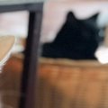 悲しそうな声で鳴いていた猫→様子を見に行くと、『お気に入りのベッド』が…