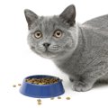 猫が『食べこぼし』をする5つの理由と改善策