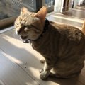 猫がニオイを嗅いだ時に『変な顔』をする理由４つ