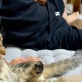 ソファでくつろいでいた『猫とお父さん』を見たら…思わず撮影した『ま…