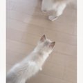 『ピャー』と鳴きながらうろうろする子猫に……お姉さん猫が見せた『心温ま…