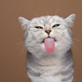 猫が飼い主のどこをなめてくるかで意味が違う？3つの部位別心理と、な…