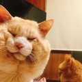 お月様もお饅頭もざわつく？ふくよかな丸顔猫の輪郭がレアと話題