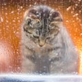 猫の気持ちを傷つける飼い主の暴言・態度５つ