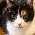 三毛猫をAIで擬人化してみたら…「え、素敵」「確かに日本っぽいよね」…