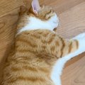 「お茶吹いたｗ」猫に小さめのダンボールをあげたら…『まさかの光景』…