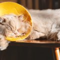 【獣医師監修】ブリティッシュロングヘアがかかりやすい病気｜症状や予防…