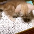 難関？！子猫ちゃんのトイレトレーニング