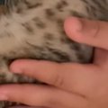 男の子が『子猫を抱っこ』して背中を優しくさすってあげると…幸せあふれる…