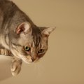 猫を飼っていると起こる『飼い主が焦る瞬間』5選　思わずヒヤヒヤする場面…