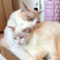 お互いのことが大好きな２匹のネコ→毛づくろいをしようとしたら…あま…