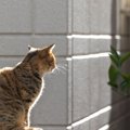 猫だけに「猫背」…背中が丸いのはなぜ？意外と知らない4つの理由