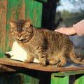 もうすぐ夏休み！ぶらりと訪れたい『猫スポット』6選　猫好きさんには…