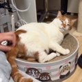 猫のおしりをカキカキしてあげたら…あまりにもかわいい『勘違い』に悶…