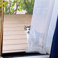 『雨宿りをしていた野良猫』と仲良くなっていって…家の中に入りたがるので…