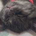 子猫を飼うことに最後まで反対していたパパ→そばに子猫がやってくると…