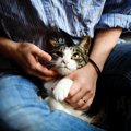 猫は「お手」を覚えられる？