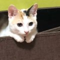 ビニール袋に入れて『捨てられていた三毛猫』→保護されて約５年後…思わず…