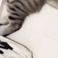 飼い主がお風呂から出てくるのを『待っていた猫』…思わず笑ってしまう『ま…