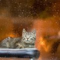 猫がくしゃみをすると雨が降る？かつて猫を観察して、天気予報をした人が…