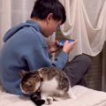 猫が『大好きな兄』に構ってもらえなかったときの反応…健気な姿に思わ…