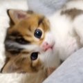 寝る前、飼い主が赤ちゃん猫とふれあった結果…あまりにも『癒されすぎる光…