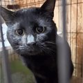 『余命宣告を受けた飼い主』愛猫のために助けを求めて…ママが残した『…